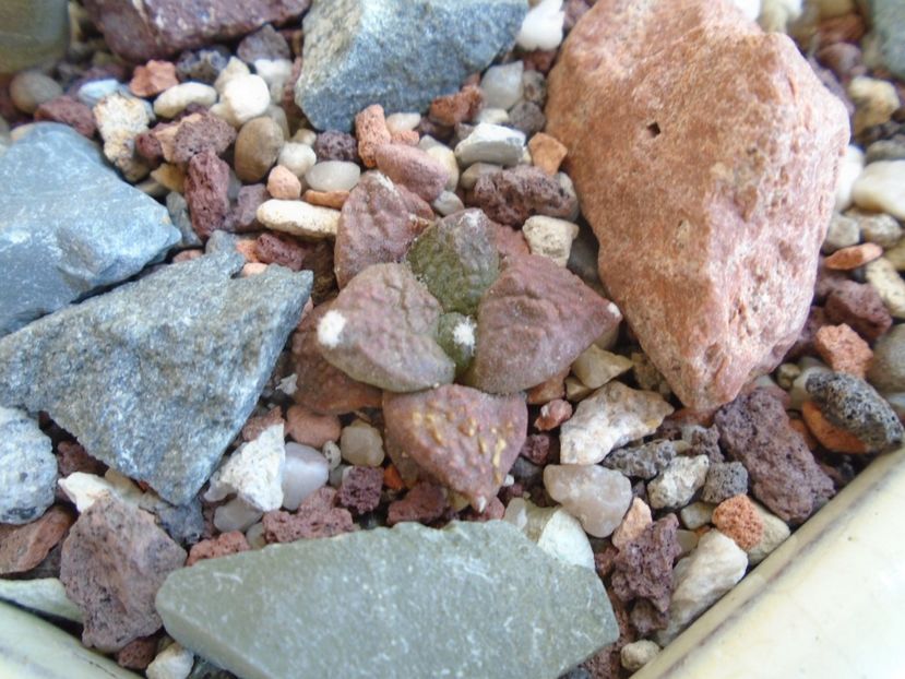 Ariocarpus fissuratus - Cactusi 2019 bis