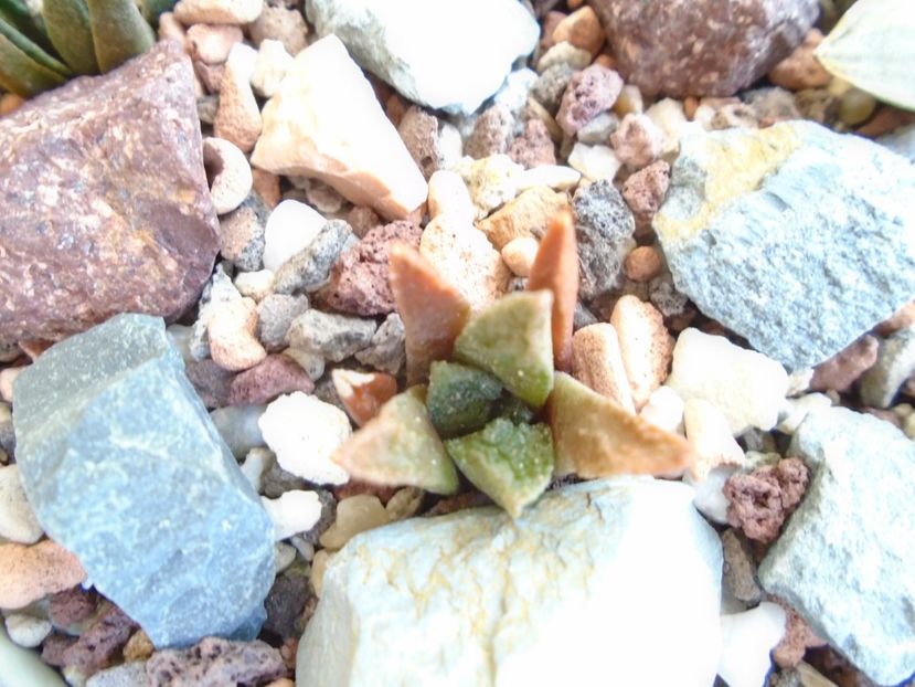 Ariocarpus fissuratus (bravoanus) v. hintonii - Cactusi 2019 bis