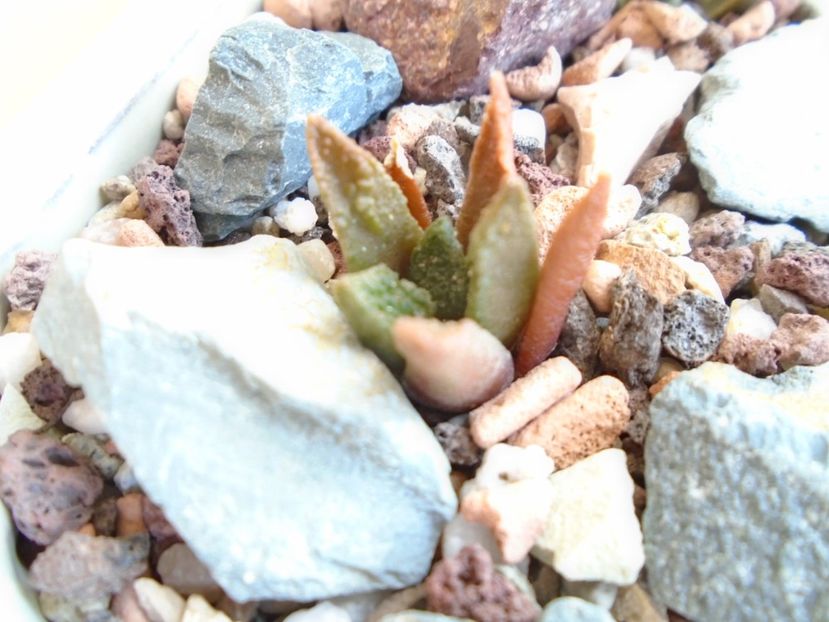 Ariocarpus fissuratus (bravoanus) v. hintonii - Cactusi 2019 bis