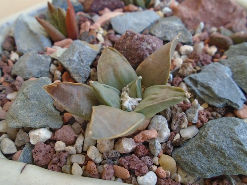 Ariocarpus retusus ssp. panarottoy - Cactusi 2019 bis