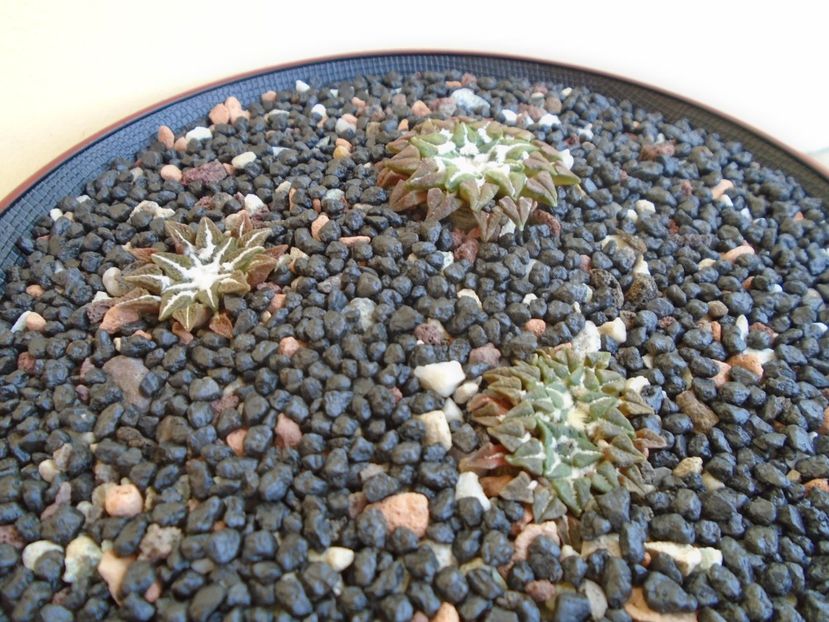 Grup de 3 Ariocarpus - Cactusi 2019 bis