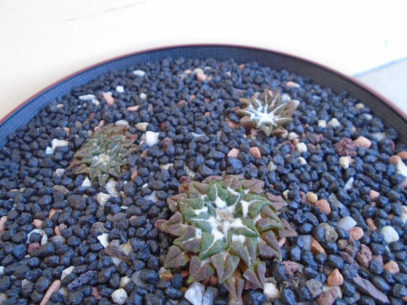 Grup de 3 Ariocarpus - Cactusi 2019 bis