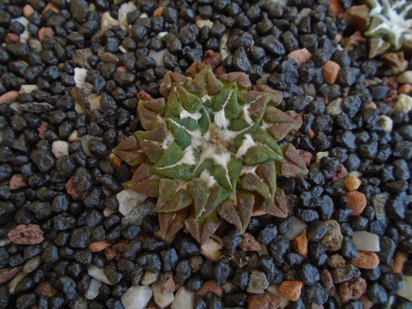 Ariocarpus kotschoubeyanus v. macdowellii - Cactusi 2019 bis