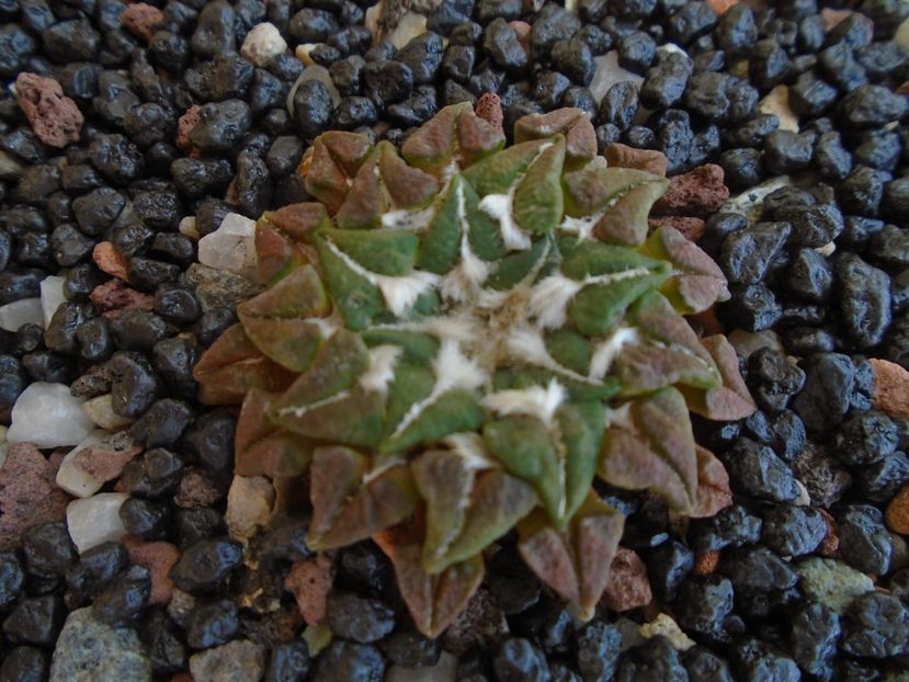 Ariocarpus kotschoubeyanus v. macdowellii - Cactusi 2019 bis