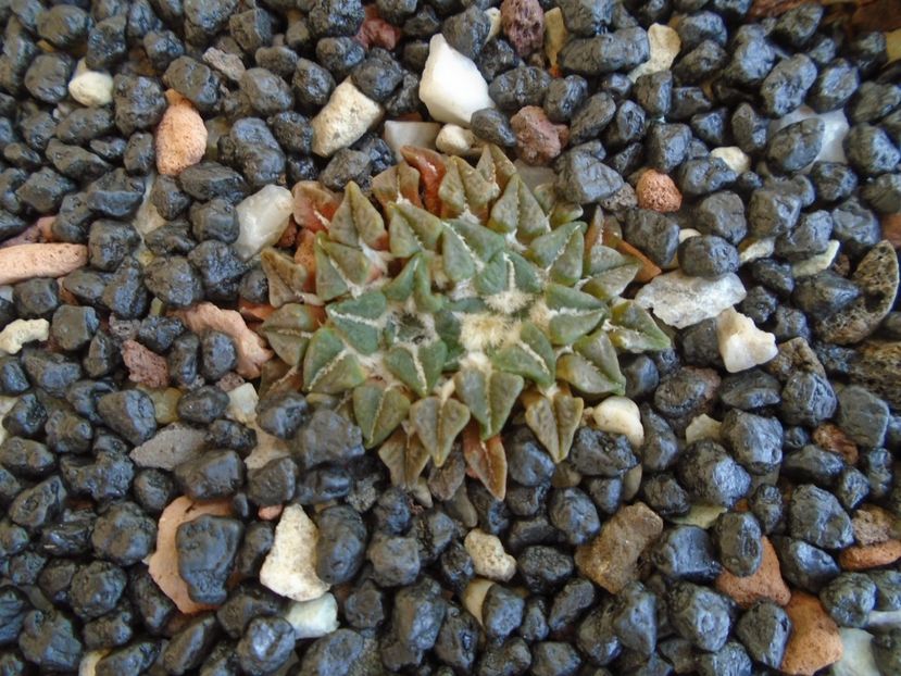 Ariocarpus kotschoubeyanus v. albiflorus - Cactusi 2019 bis