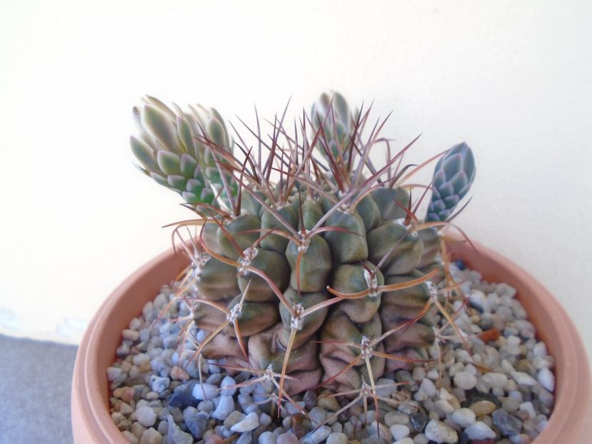 Gymnocalycium schickendantzii - Cactusi 2019 Gymnocalycium