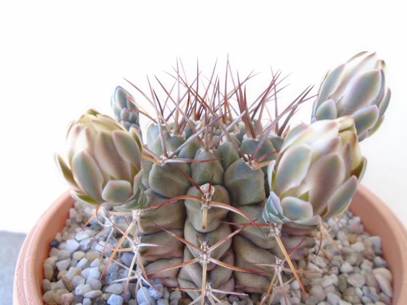 Gymnocalycium schickendantzii - Cactusi 2019 Gymnocalycium
