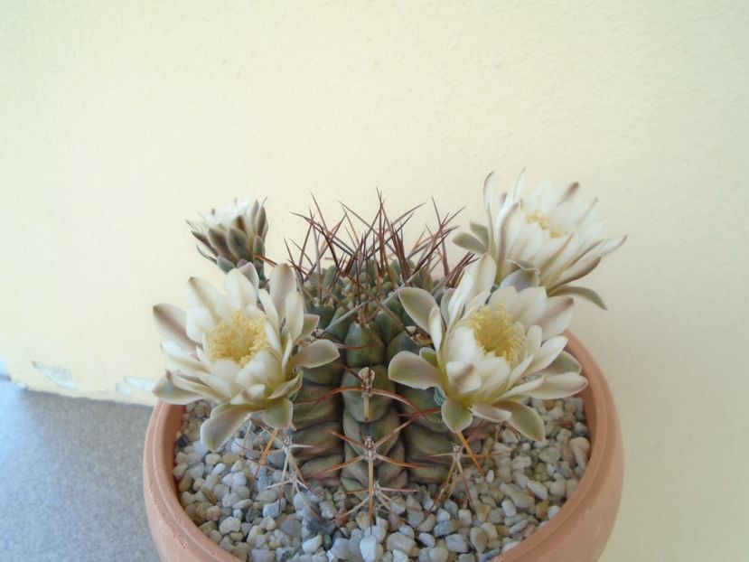 Gymnocalycium schickendantzii - Cactusi 2019 Gymnocalycium