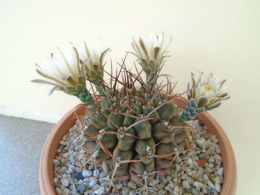 Gymnocalycium schickendantzii - Cactusi 2019 Gymnocalycium