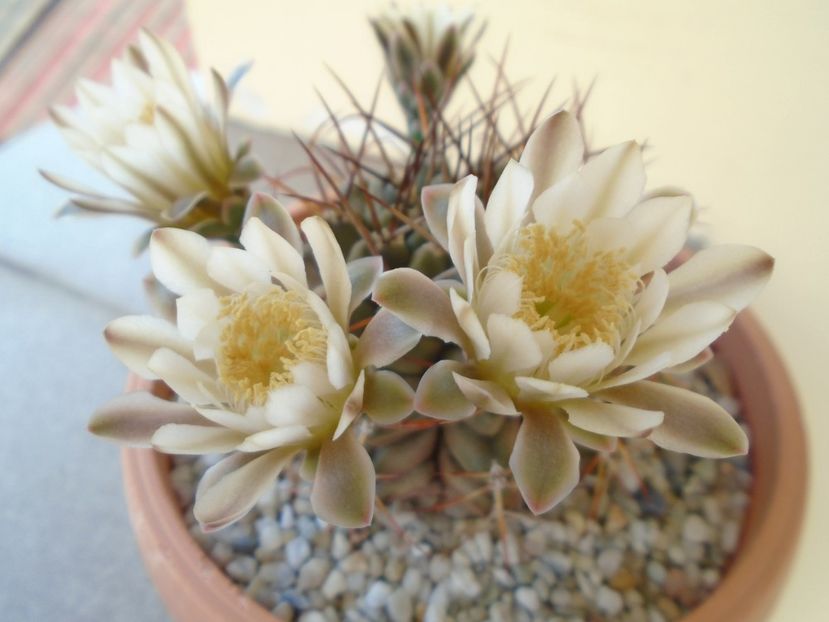 Gymnocalycium schickendantzii - Cactusi 2019 Gymnocalycium