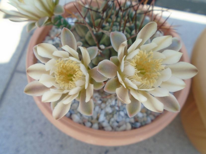 Gymnocalycium schickendantzii - Cactusi 2019 Gymnocalycium