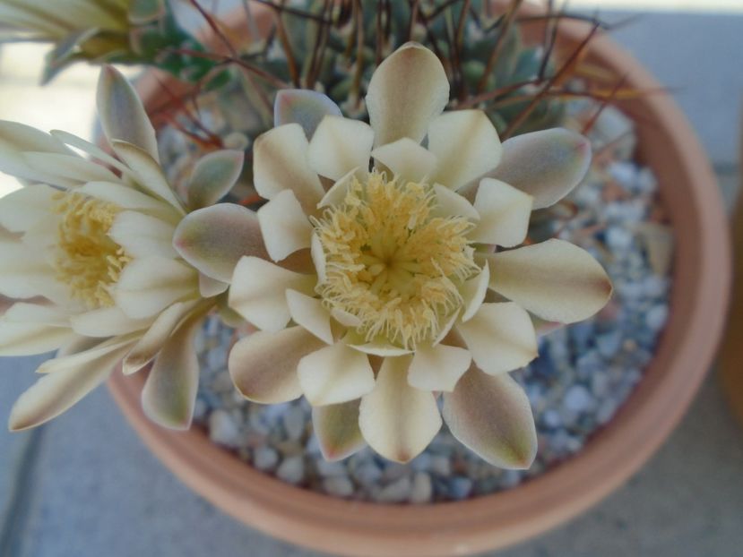 Gymnocalycium schickendantzii - Cactusi 2019 Gymnocalycium