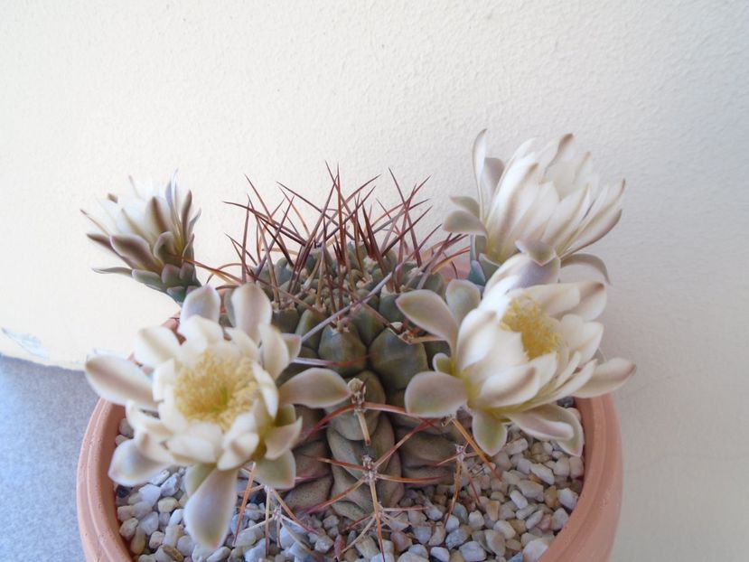 Gymnocalycium schickendantzii - Cactusi 2019 Gymnocalycium