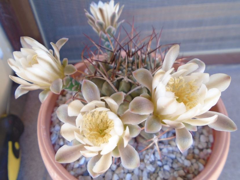Gymnocalycium schickendantzii - Cactusi 2019 Gymnocalycium