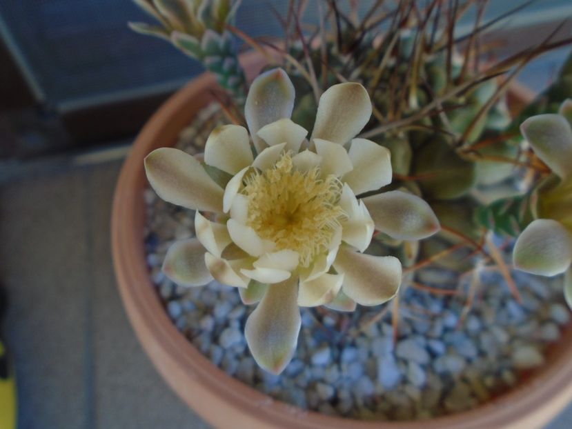Gymnocalycium schickendantzii - Cactusi 2019 Gymnocalycium