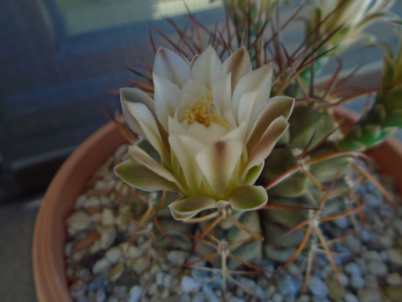 Gymnocalycium schickendantzii - Cactusi 2019 Gymnocalycium