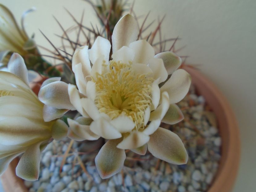 Gymnocalycium schickendantzii - Cactusi 2019 Gymnocalycium