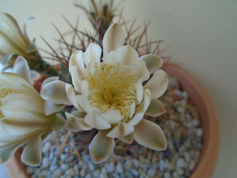 Gymnocalycium schickendantzii - Cactusi 2019 Gymnocalycium