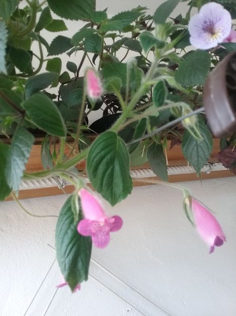  - SEEMANNIA GYMNOSTOMA
