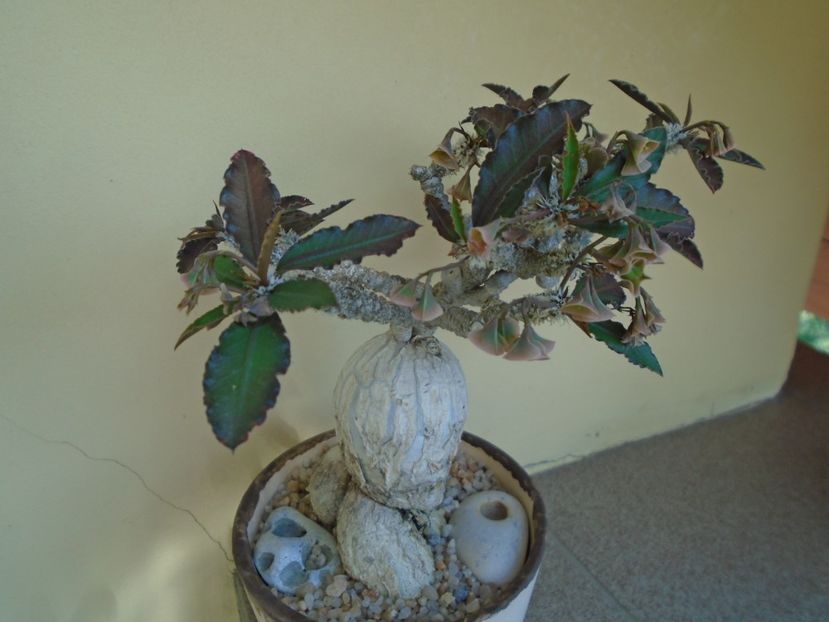 Euphorbia suzannae-marnierae - Caudiciforme si bulbi 2019