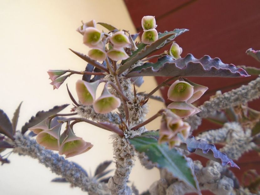 Euphorbia suzannae-marnierae - Caudiciforme si bulbi 2019