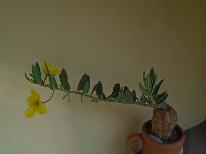 Talinum caffrum - Caudiciforme si bulbi 2019
