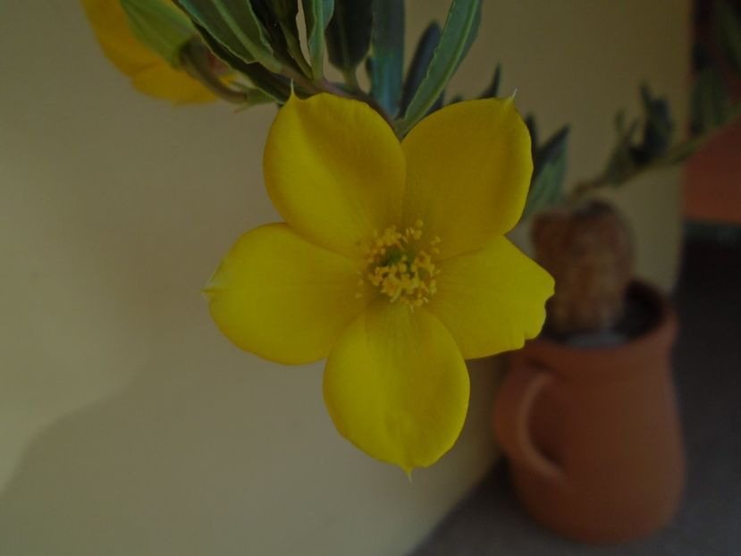 Talinum caffrum - Caudiciforme si bulbi 2019
