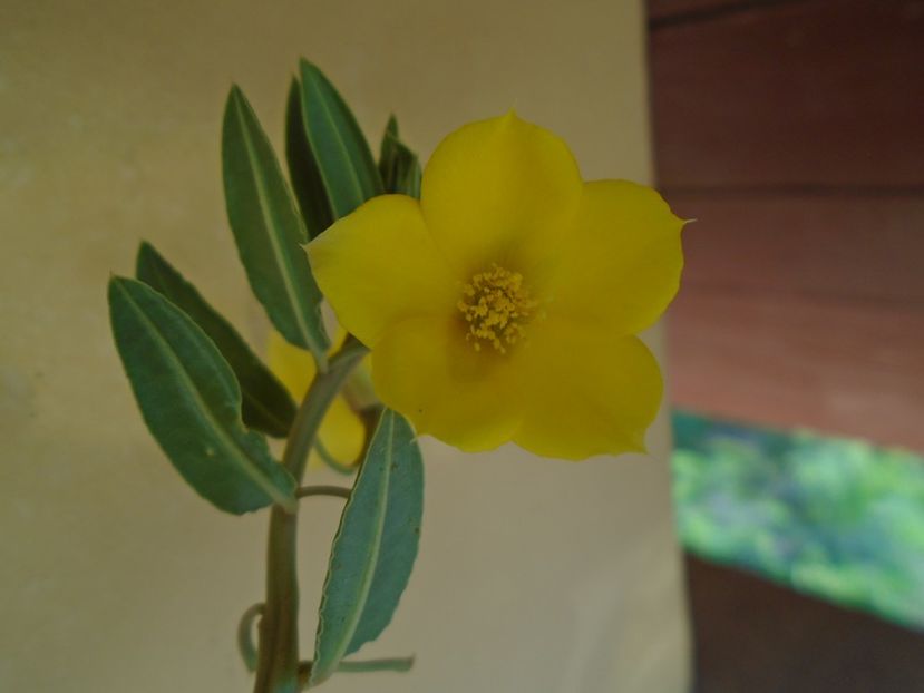 Talinum caffrum - Caudiciforme si bulbi 2019