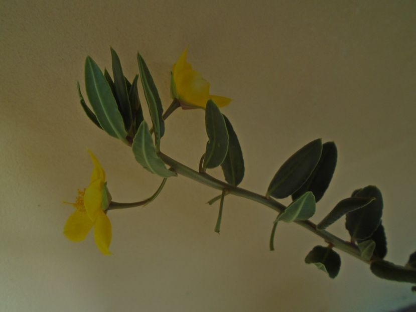 Talinum caffrum - Caudiciforme si bulbi 2019