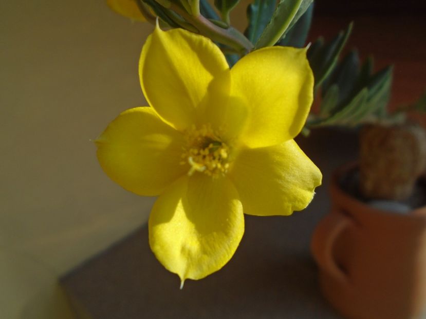 Talinum caffrum - Caudiciforme si bulbi 2019