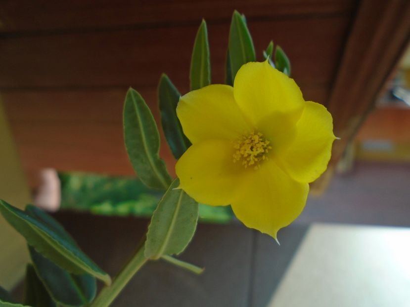 Talinum caffrum - Caudiciforme si bulbi 2019