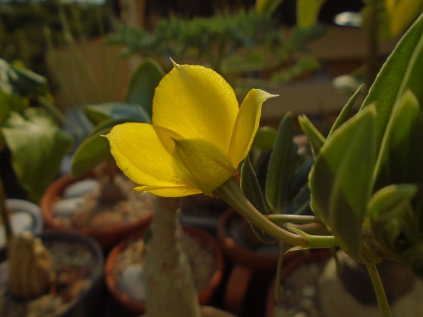 Talinum caffrum - Caudiciforme si bulbi 2019