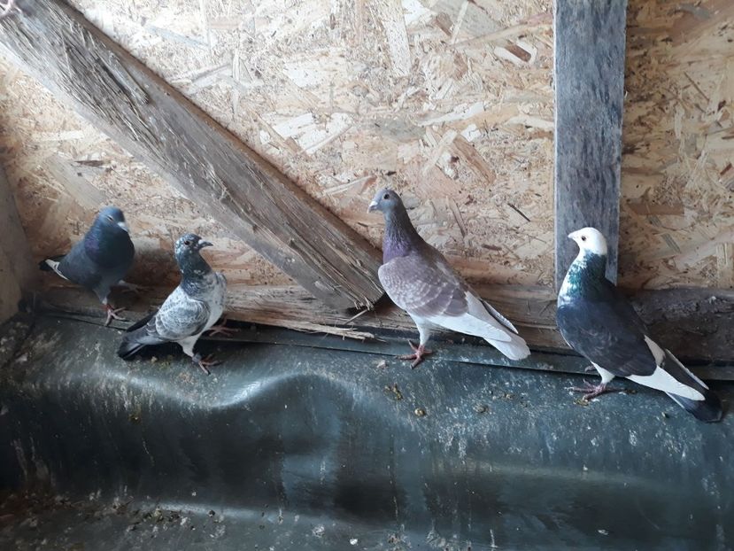 IMG-20180309-WA0009 - x  ARHIVA  x