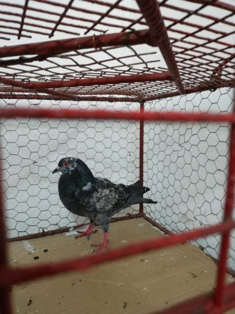  - Achiziții 24 Iulie 2019