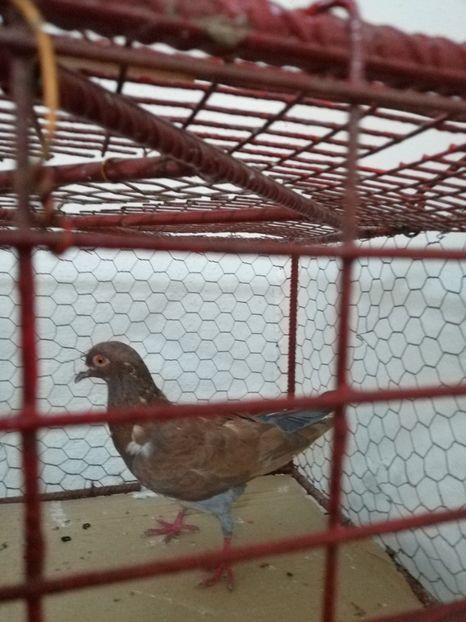  - Achiziții 24 Iulie 2019