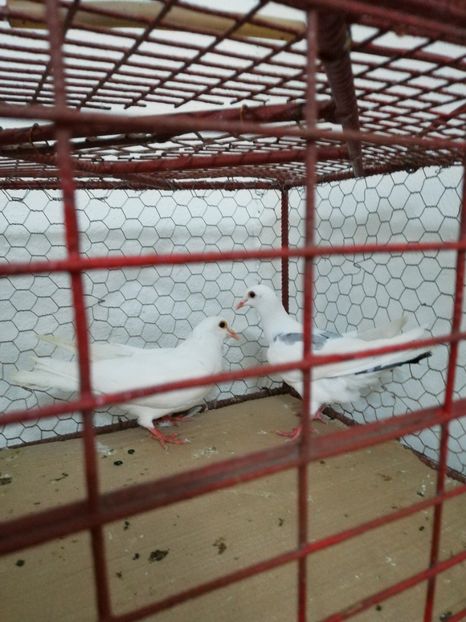  - Achiziții 24 Iulie 2019