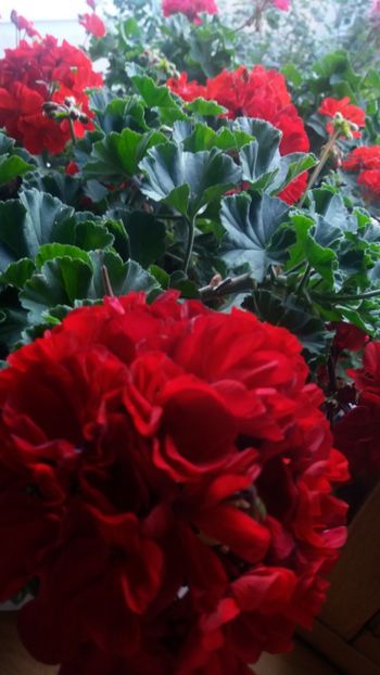 O floare imensa de muscata - Gradina 2019
