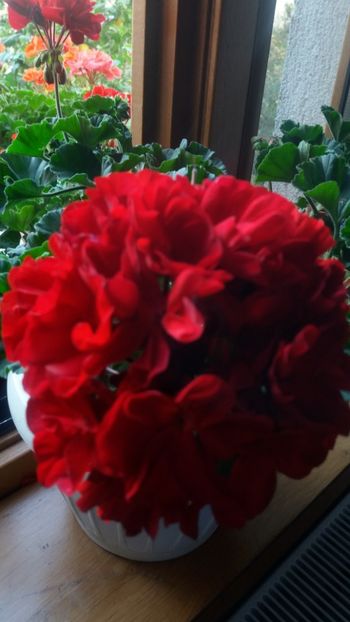  - Gradina 2019