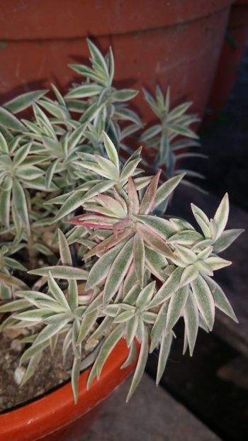  - curtea cu toate cele 2019