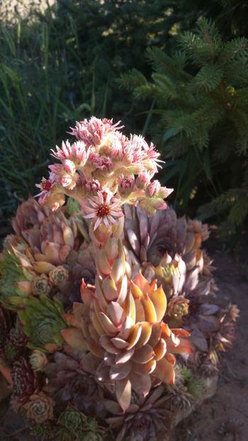  - curtea cu toate cele 2019