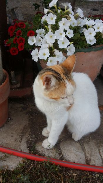  - curtea cu toate cele 2019