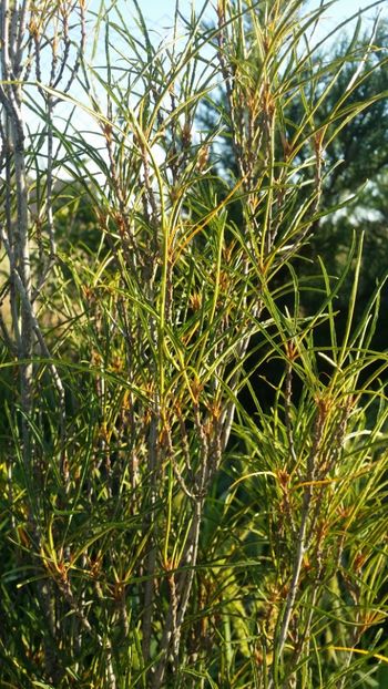  - curtea cu toate cele 2019