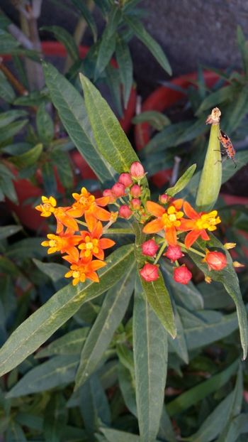  - curtea cu toate cele 2019