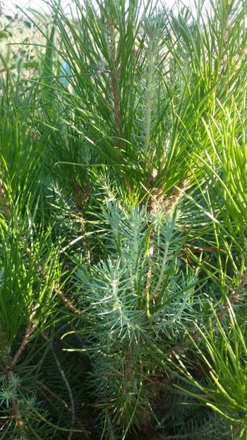  - curtea cu toate cele 2019