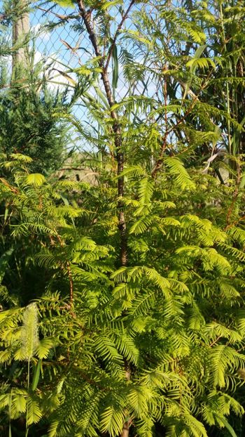  - curtea cu toate cele 2019