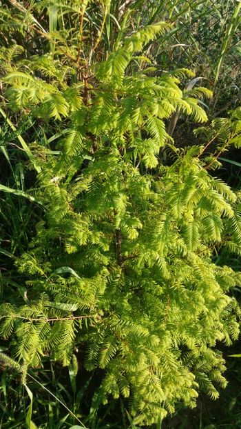  - curtea cu toate cele 2019