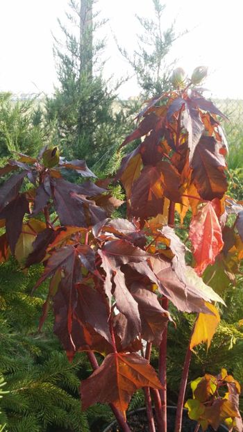  - curtea cu toate cele 2019