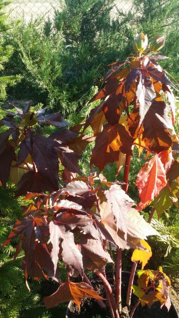  - curtea cu toate cele 2019