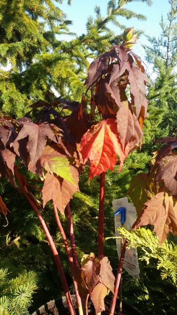  - curtea cu toate cele 2019