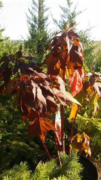  - curtea cu toate cele 2019